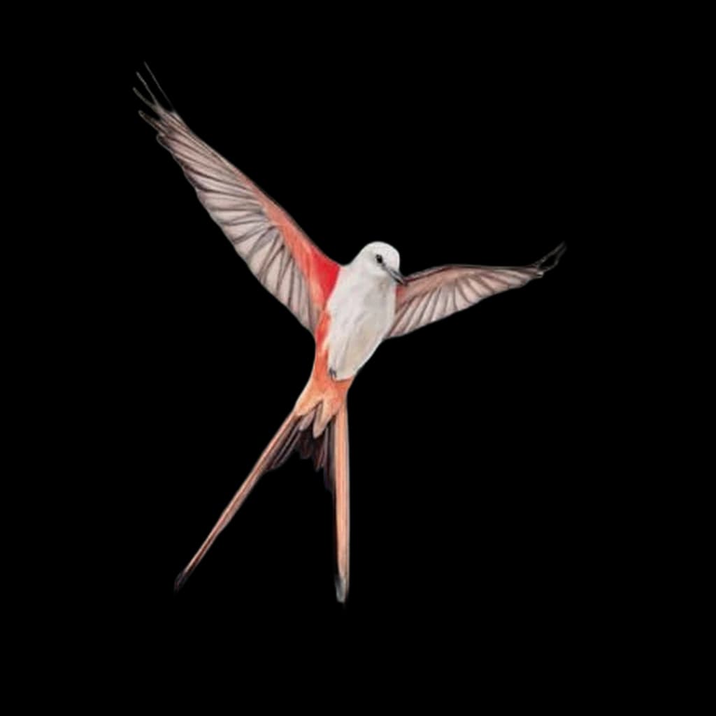 Wingspan