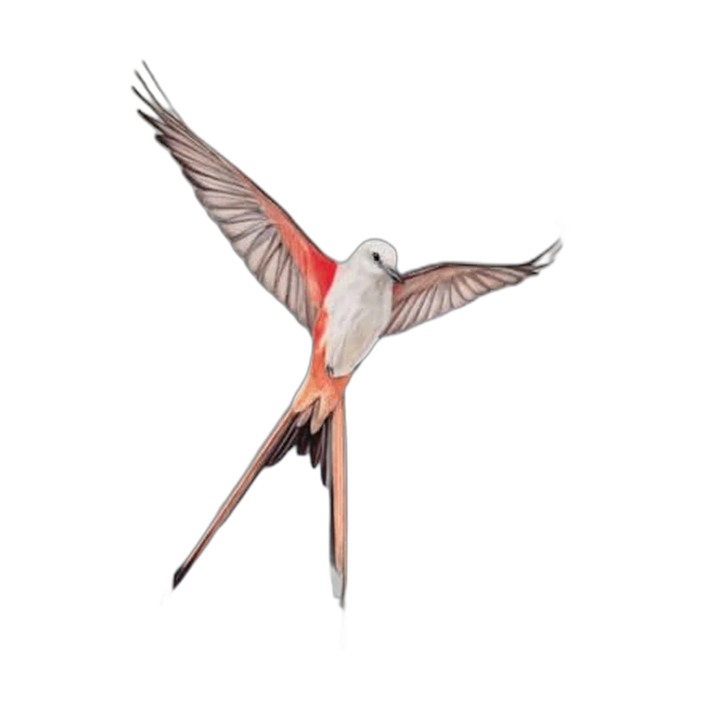 Wingspan